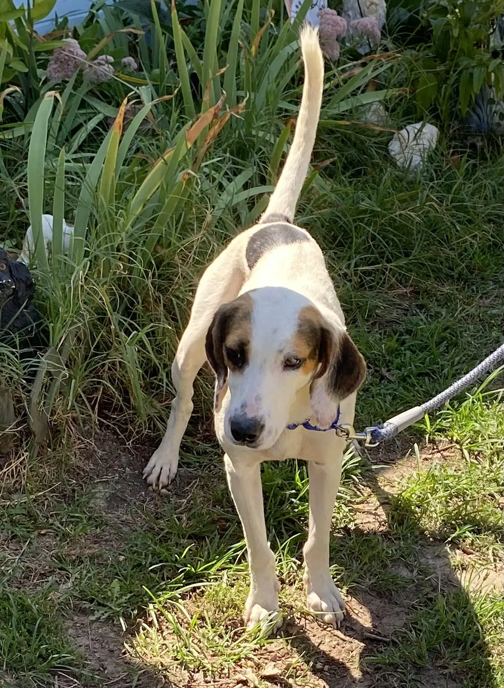 Jay - At Shelter Available - Hound