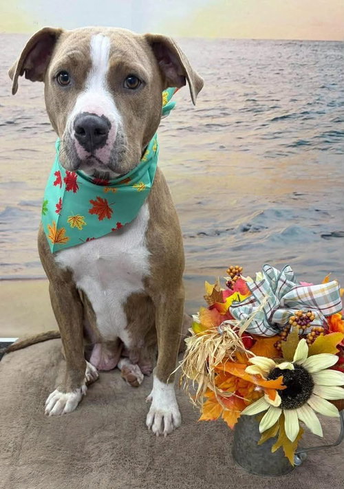 Valley: At shelter, a dog for adoption from Friends of Campbell County Animal Control