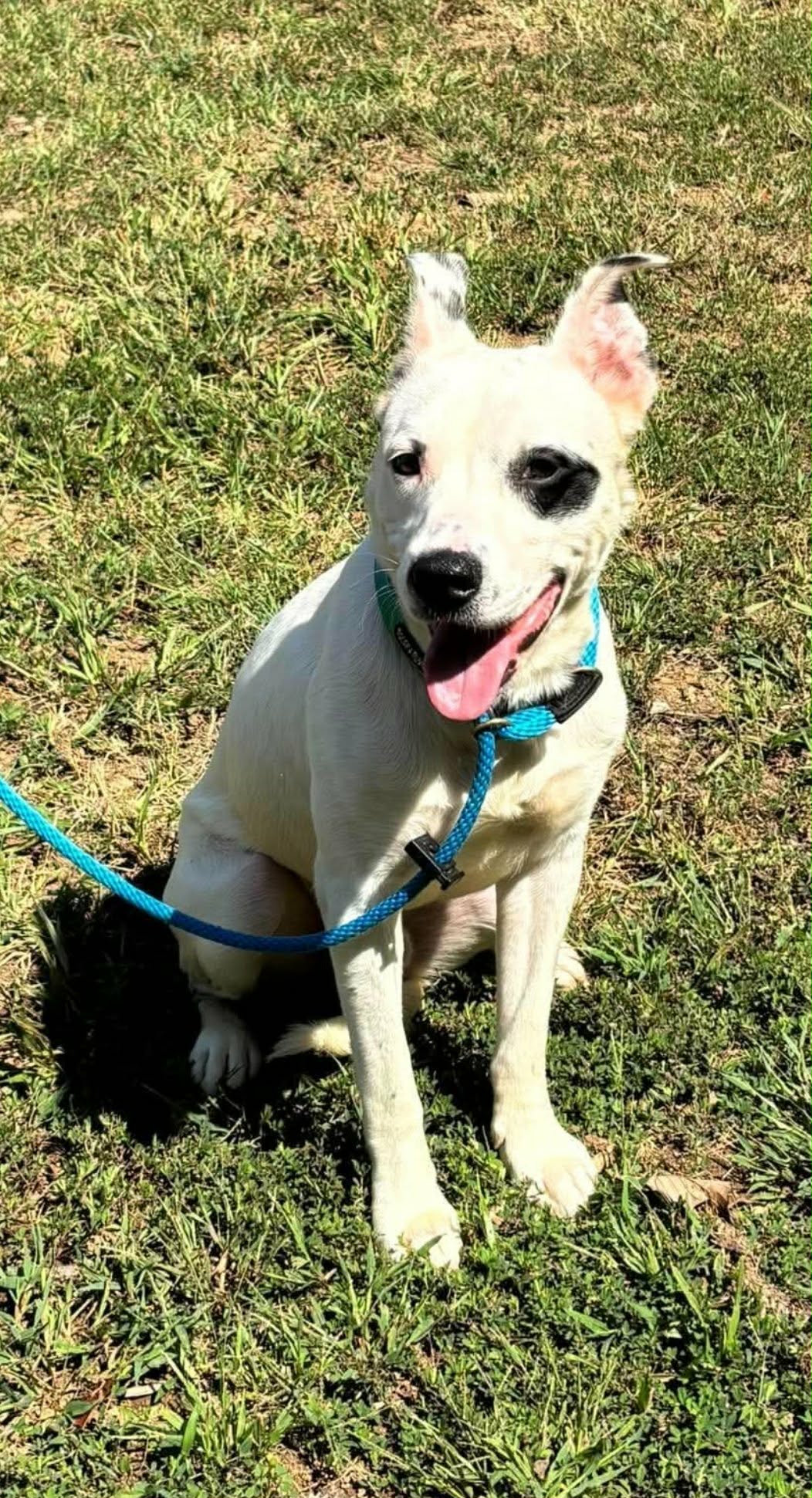 Linus - At Shelter Available