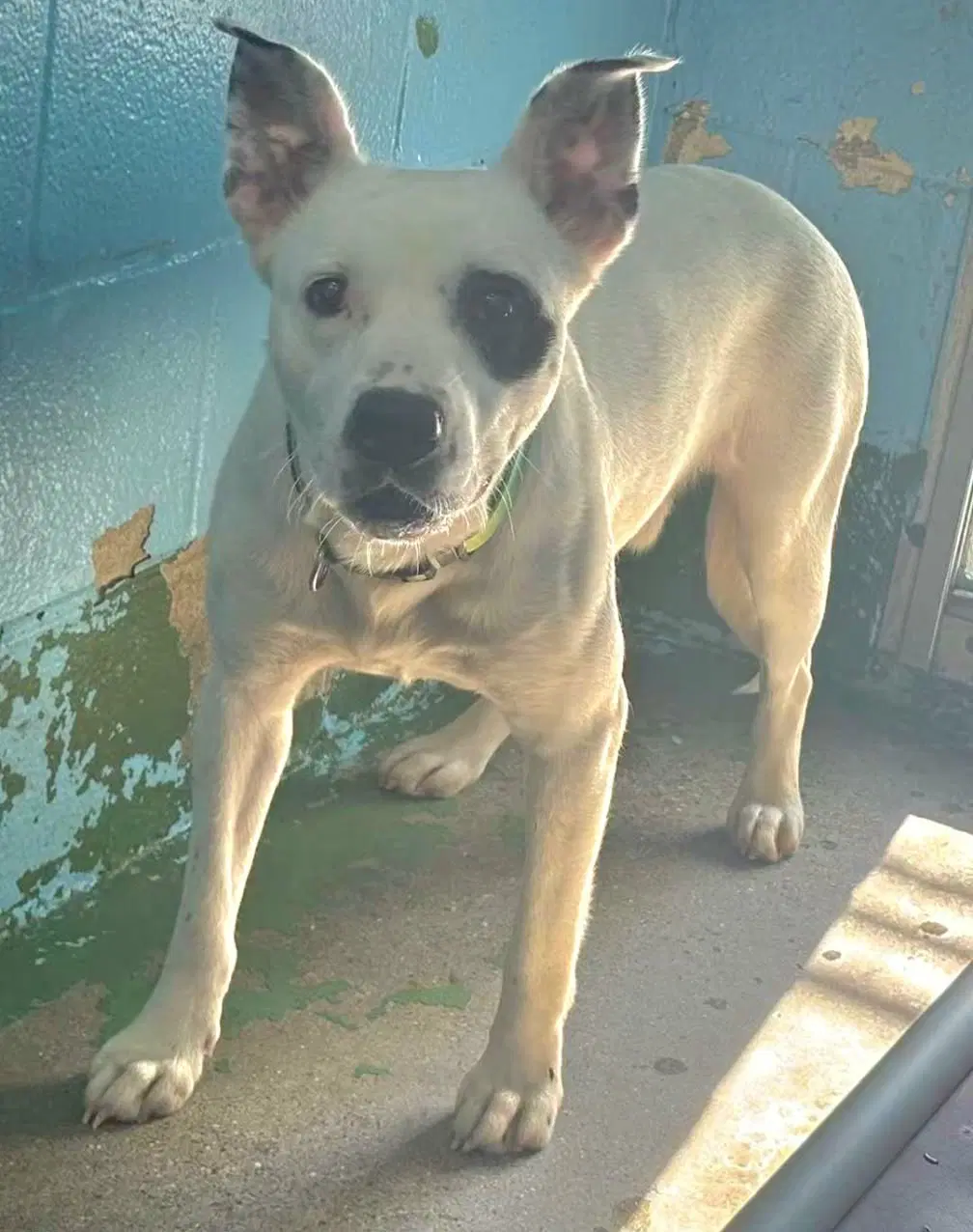Linus - At Shelter Available image 2