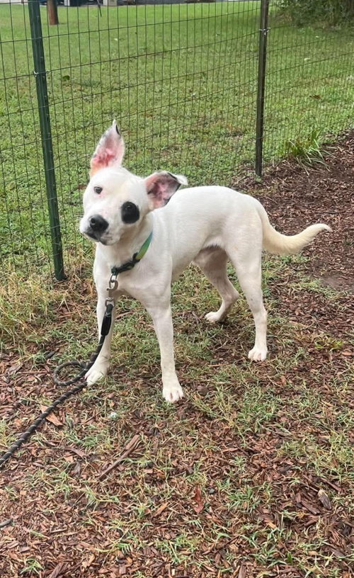 Linus: At shelter, a dog for adoption from Friends of Campbell County Animal Control