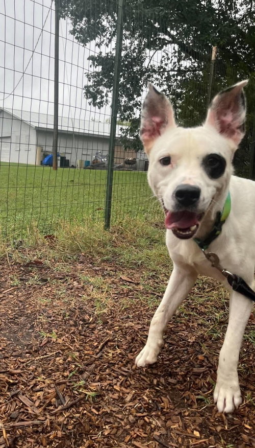 Photo 2 of Linus: At shelter