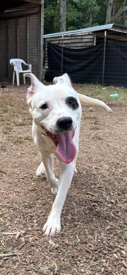 Photo 3 of Linus: At shelter