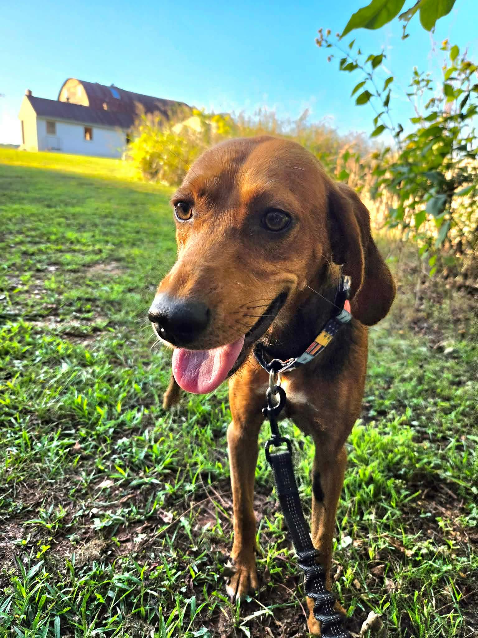 Leah - At Shelter - Hound