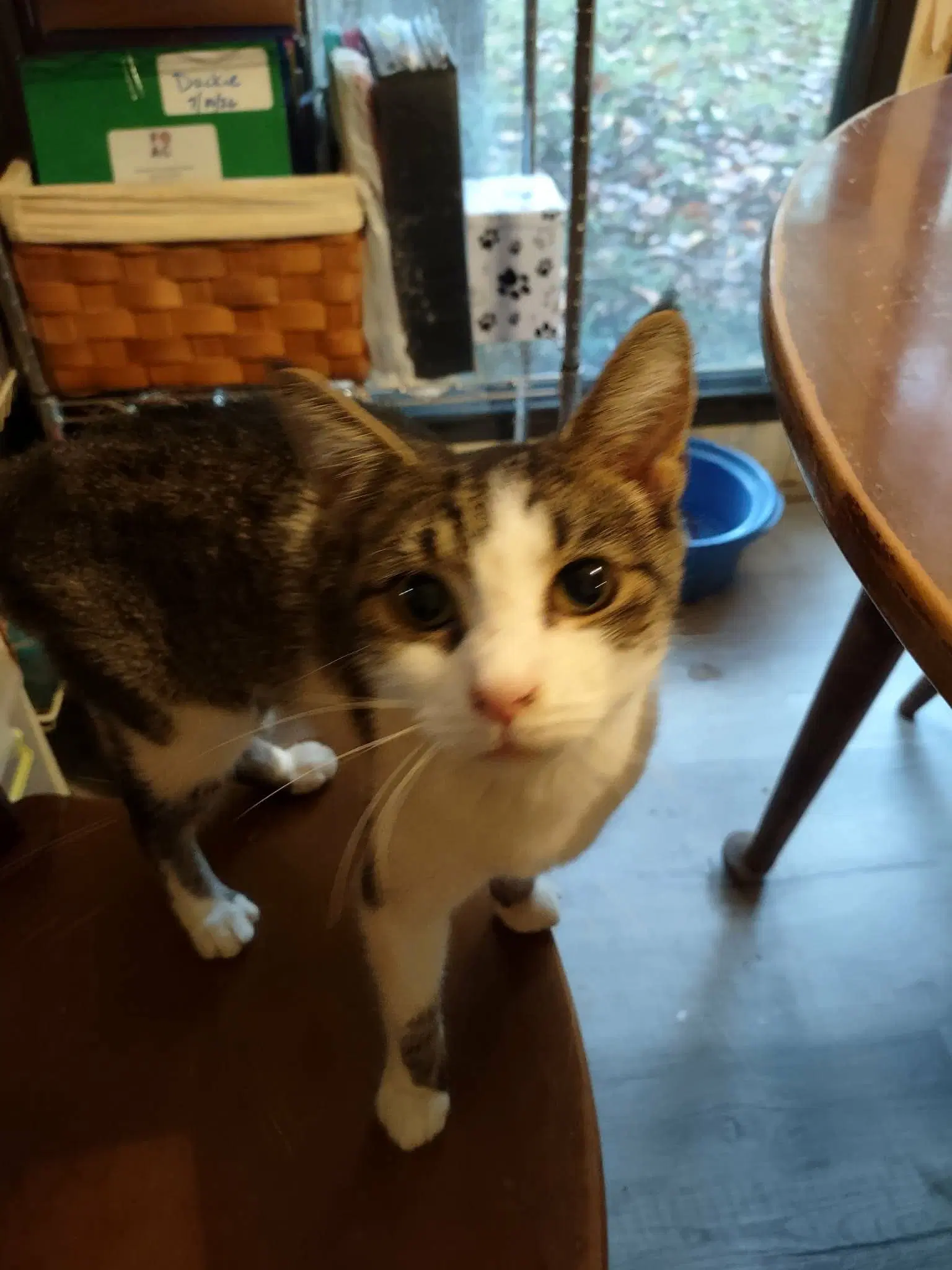 Frannie - Not At Shelter Wendy - Domestic Short Hair