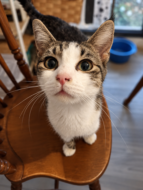 Photo 3 of Frannie - Not at shelter (Wendy)