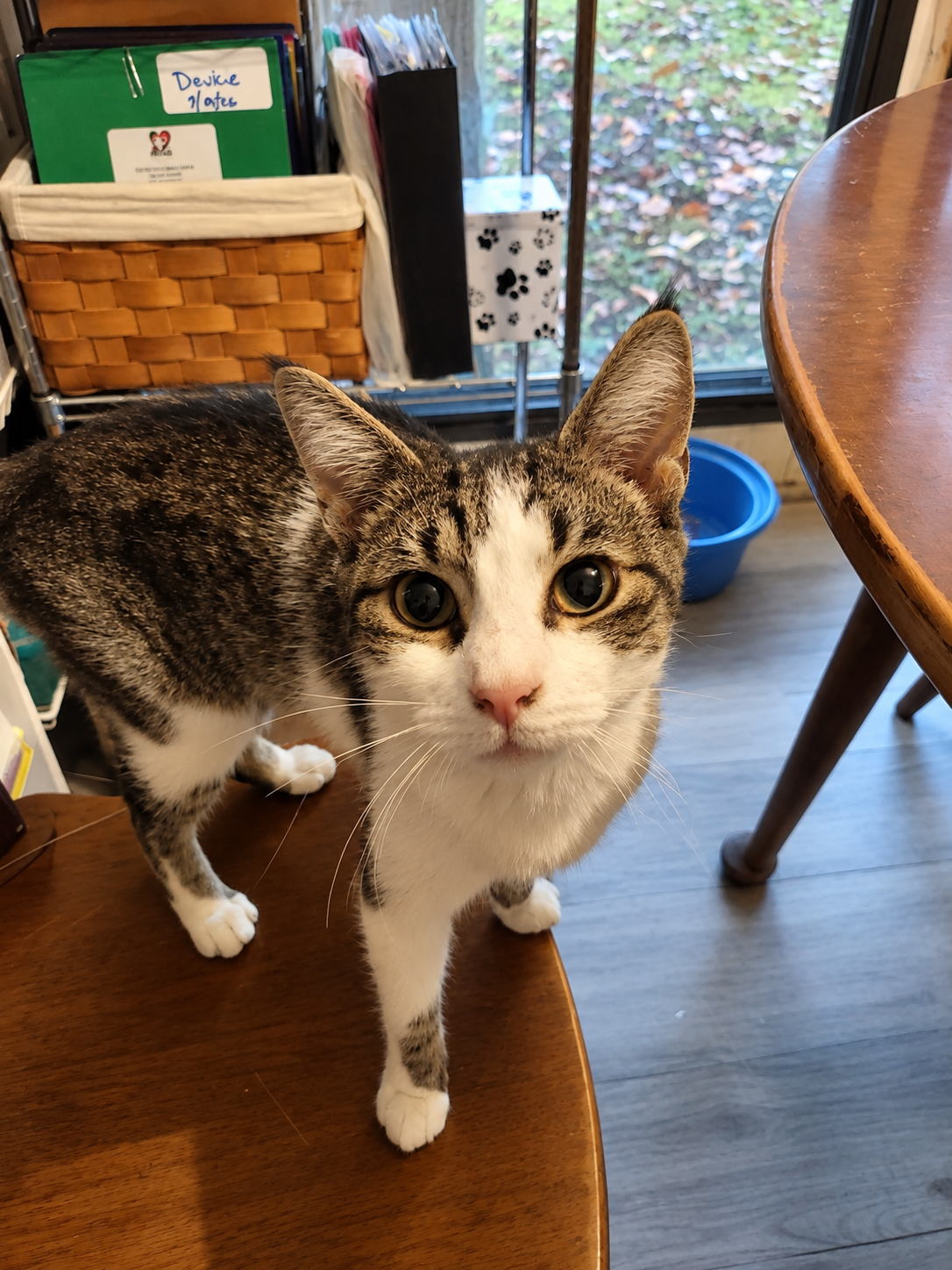 Frannie - Not at shelter (Wendy), cat — photo 1 of 4