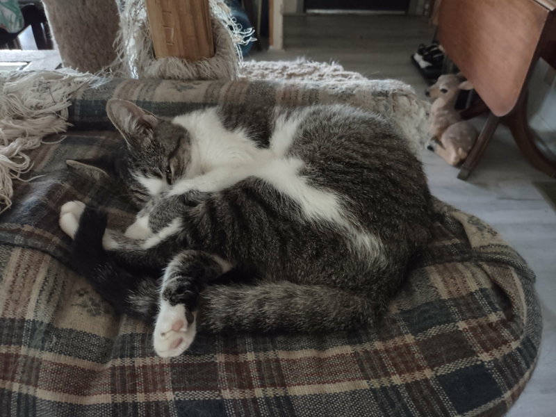 Frannie, photo 4