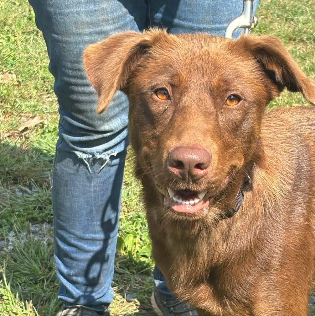 Mechanic - At Shelter Available - Labrador Retriever