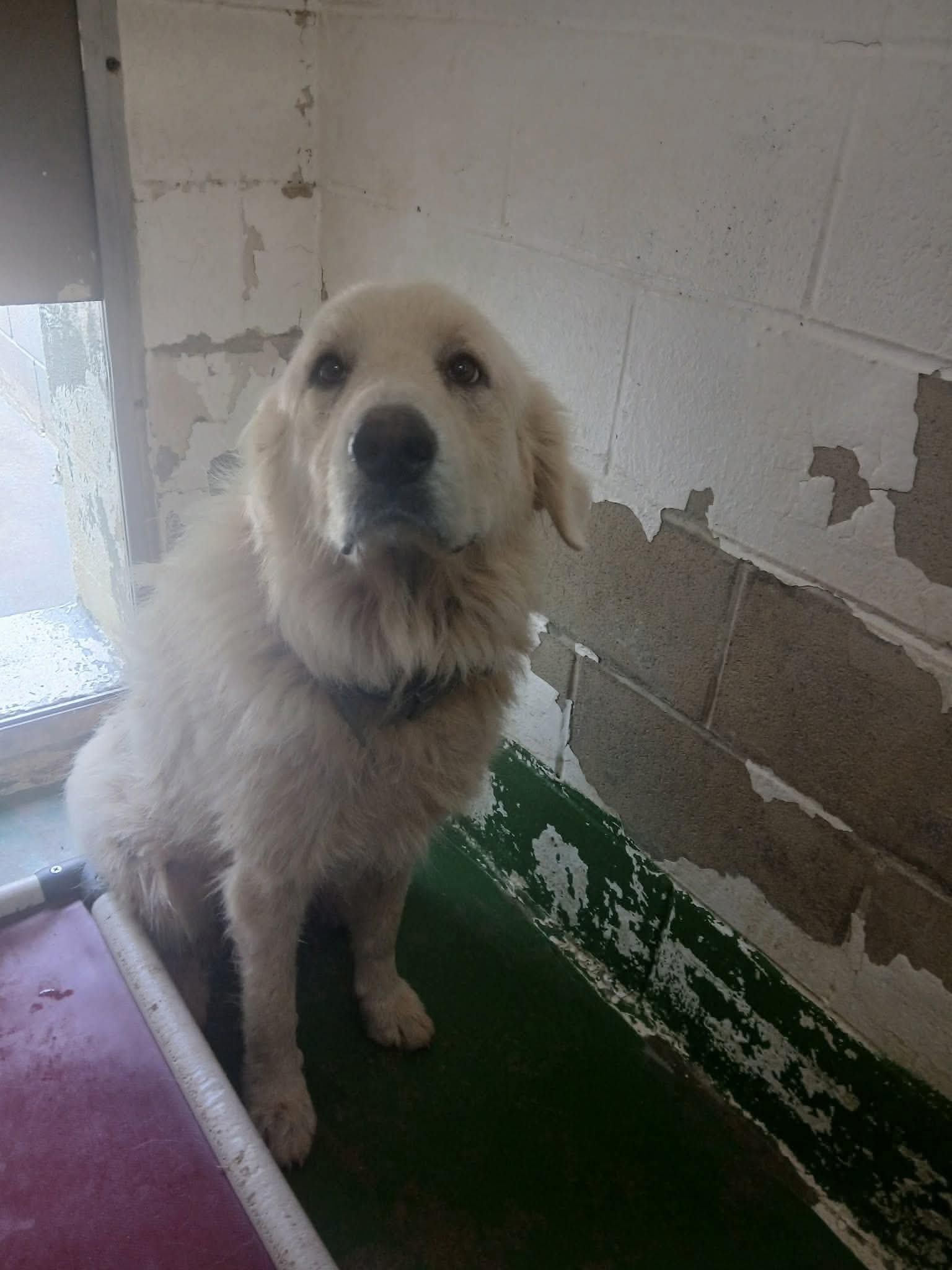 GP - At shelter available 9/29, dog — photo 1 of 1