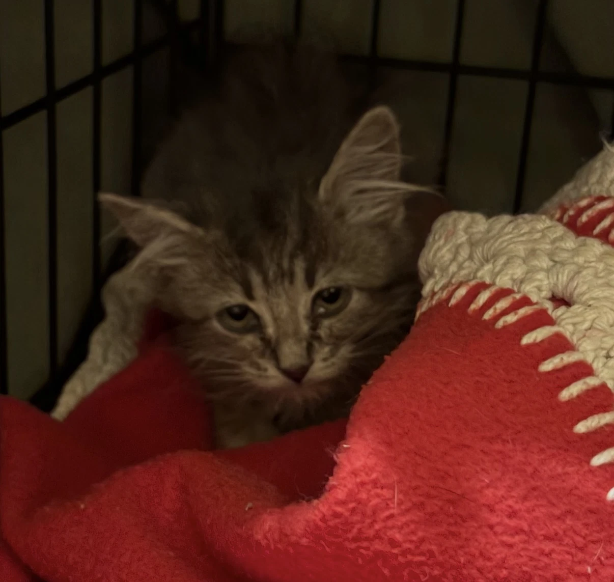 Triscuit-Not At The Shelter Suzanna