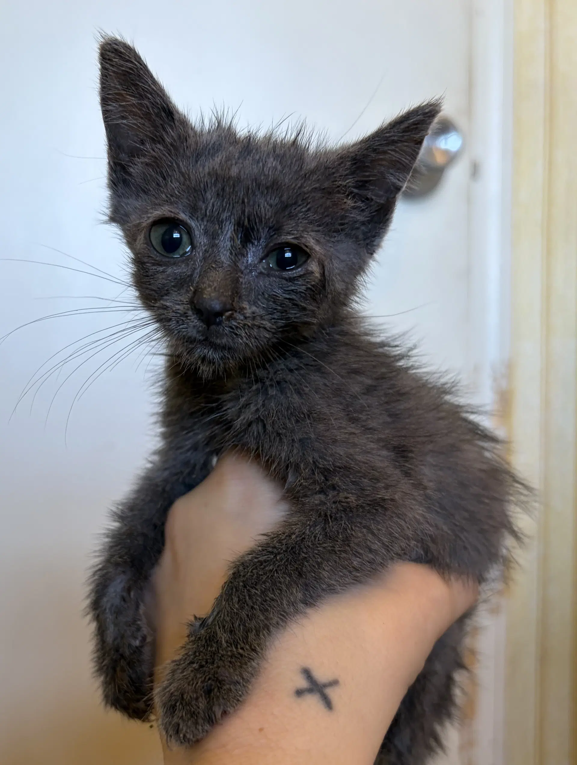 Pickles Not At The Shelter Suzanna - Domestic Short Hair