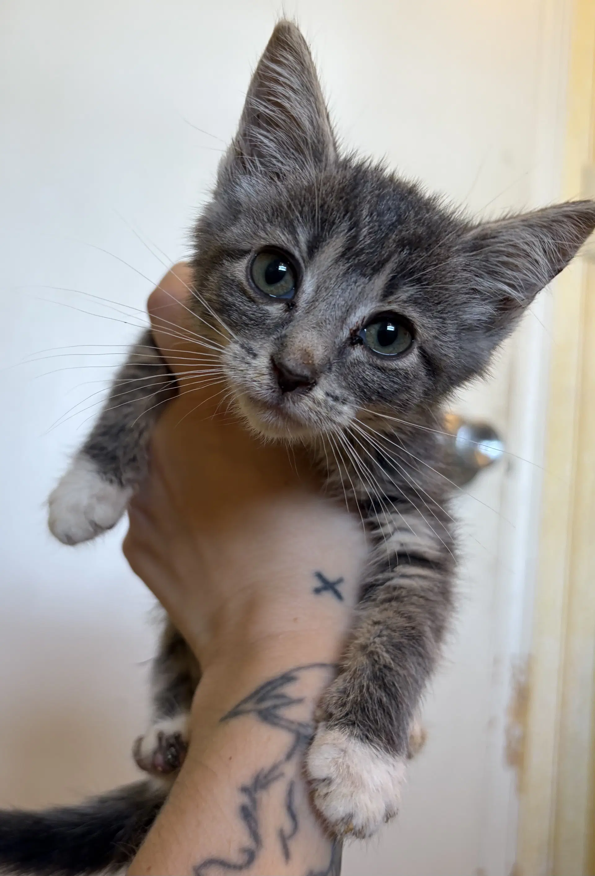 Spoon Not At The Shelter Jen - Domestic Short Hair