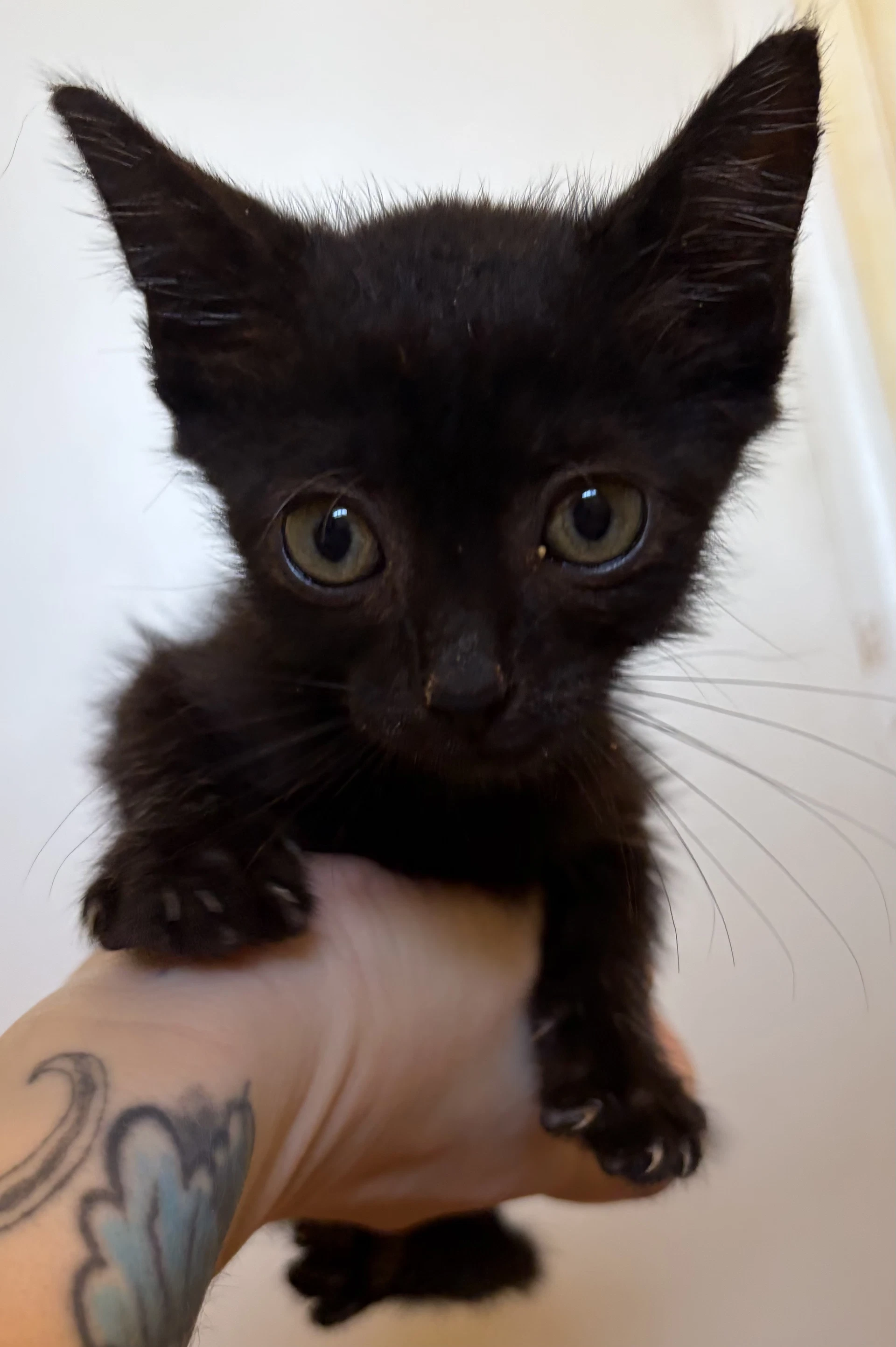 Mingo Not At The Shelter Jen