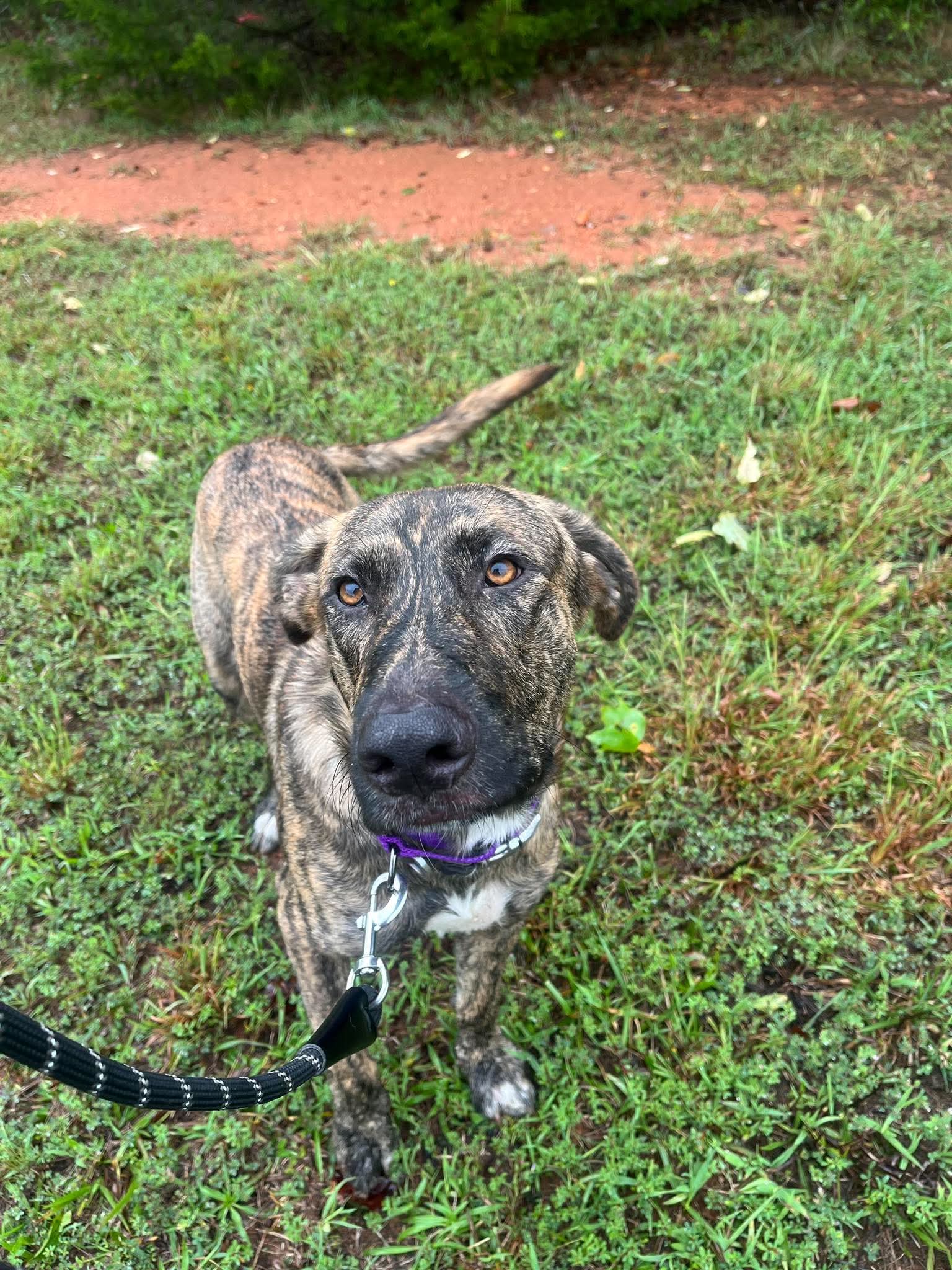 Wiley - At Shelter Available