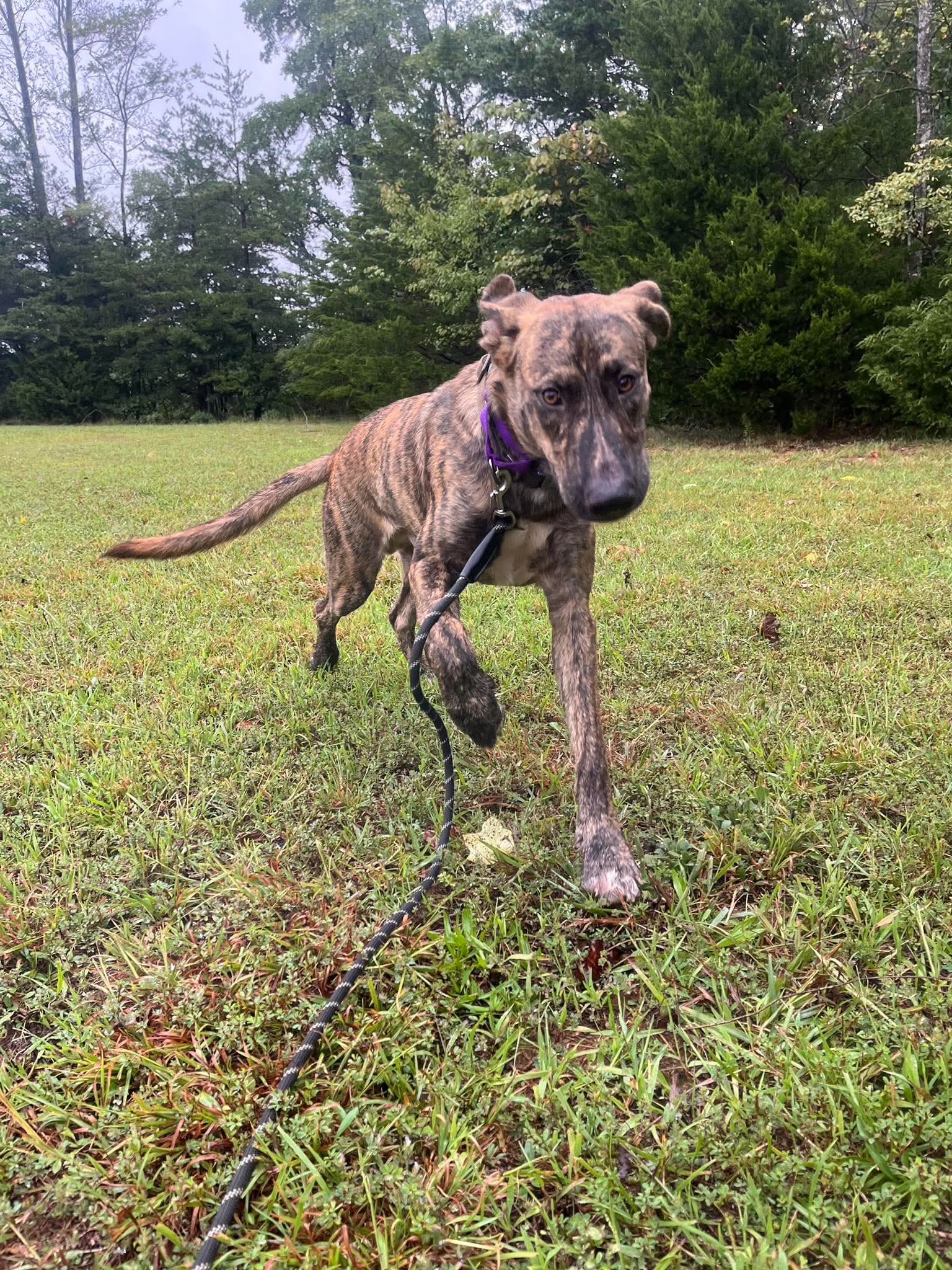 Wiley - At Shelter Available image 2