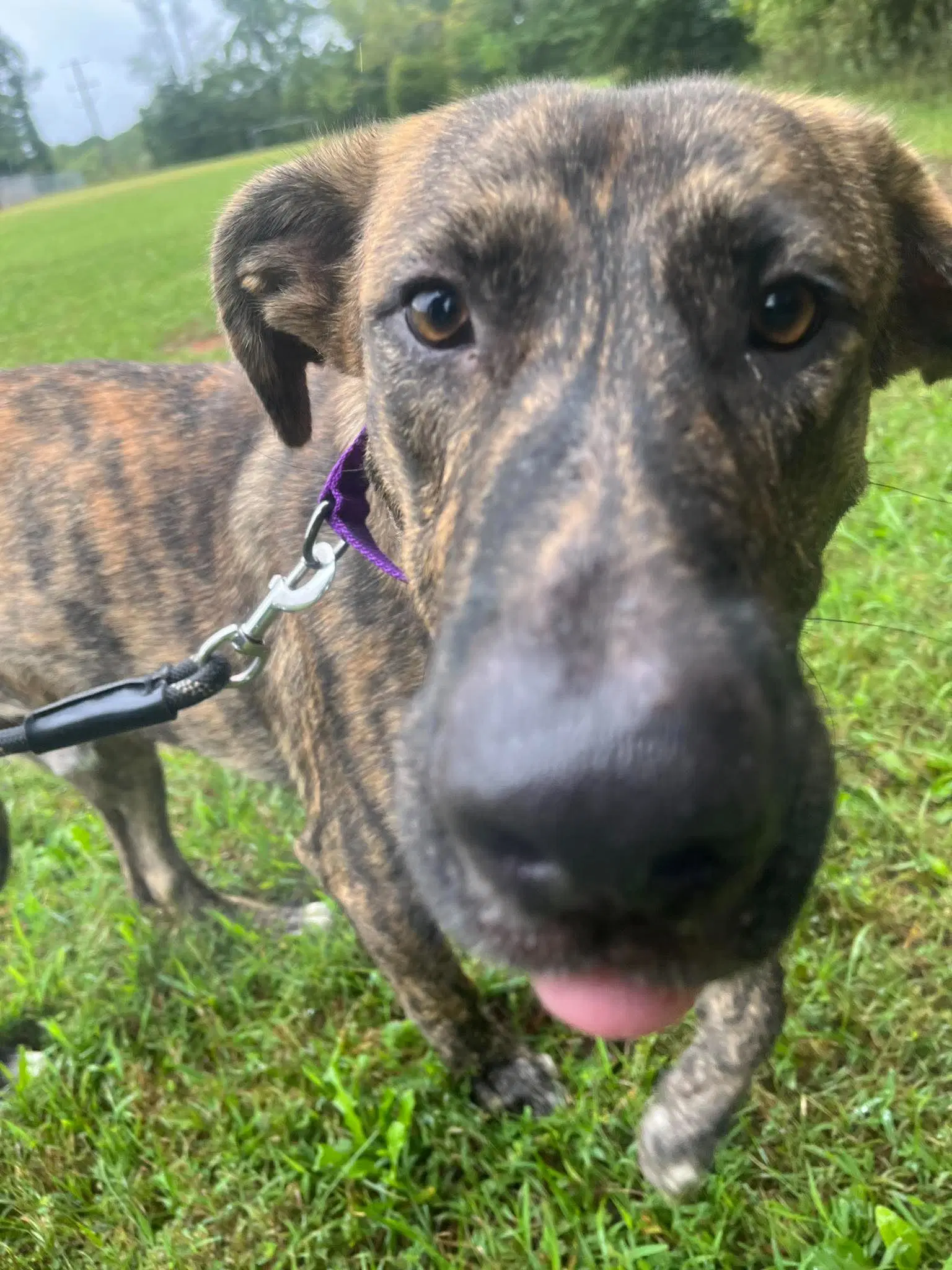 Wiley - At Shelter Available image 3