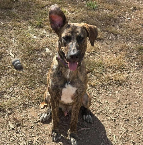 Photo 2 of Wiley: At shelter