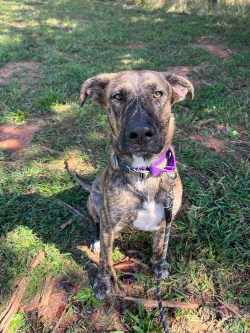 Wiley: At shelter, a dog for adoption from Friends of Campbell County Animal Control
