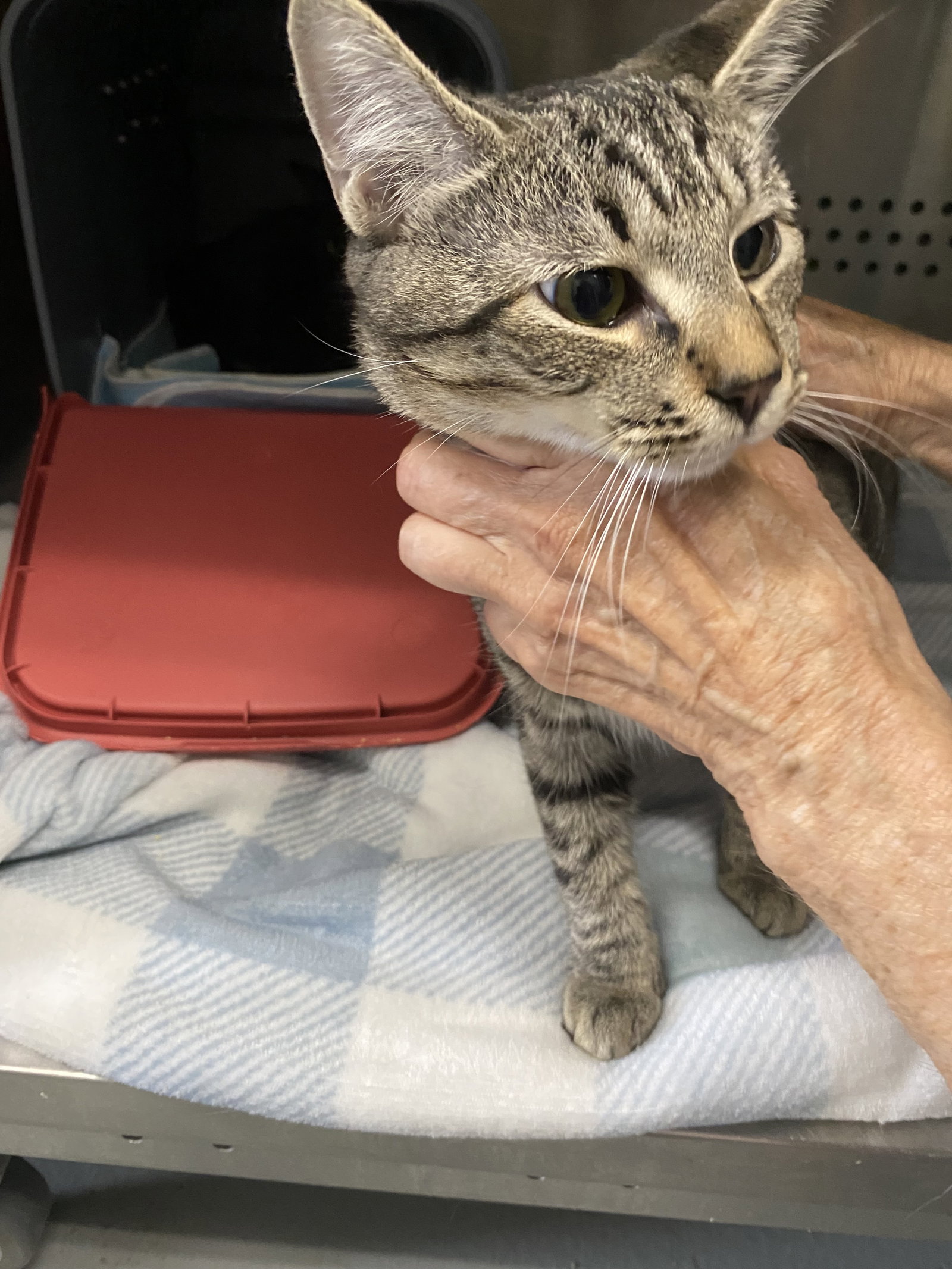 Thingamabob - At shelter, cat — photo 1 of 1