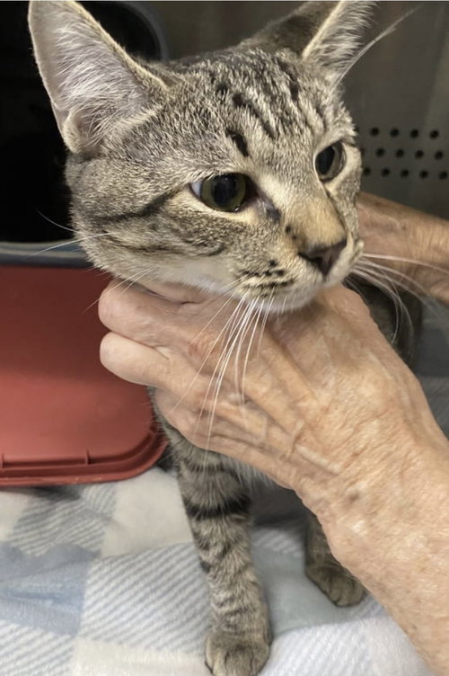 Thingamabob: At shelter, a cat for adoption from Friends of Campbell County Animal Control