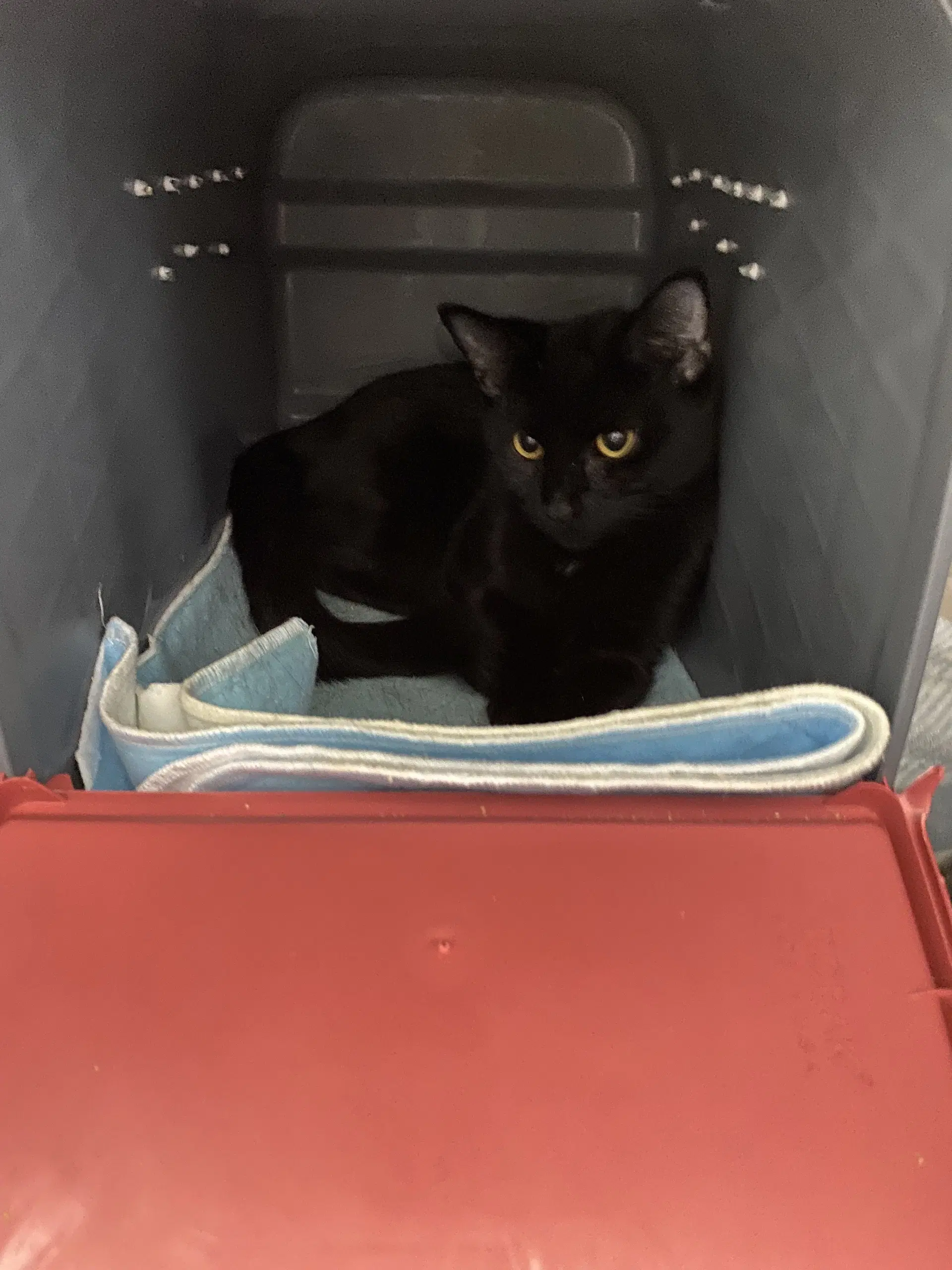 Whrilygig - At Shelter - Domestic Short Hair