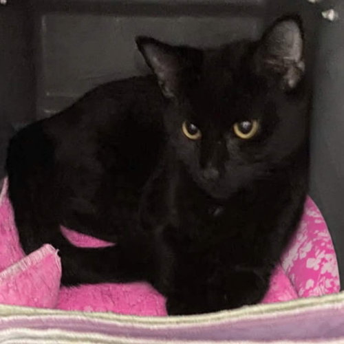 Whirlygig: At shelter, a cat for adoption from Friends of Campbell County Animal Control