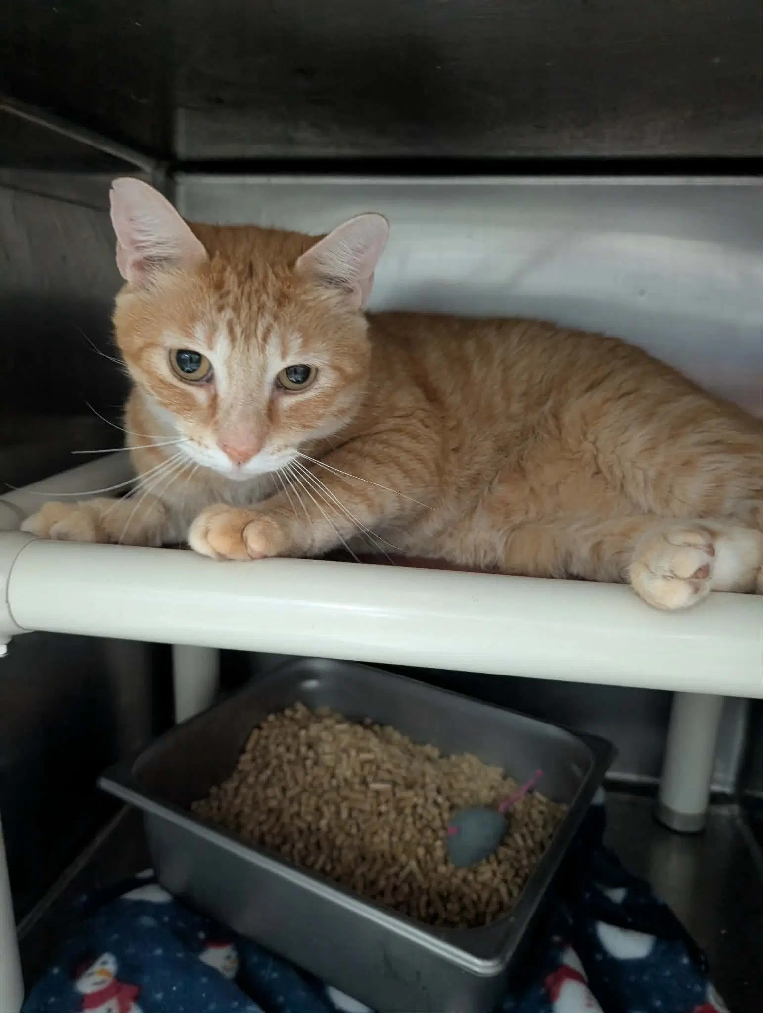 Milo - At Shelter Available - Domestic Short Hair