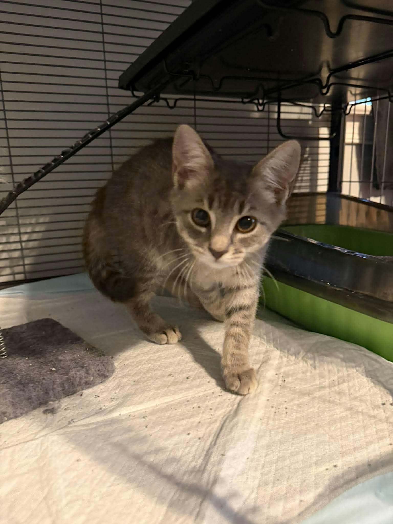 Missouri - Not at shelter (Jen)