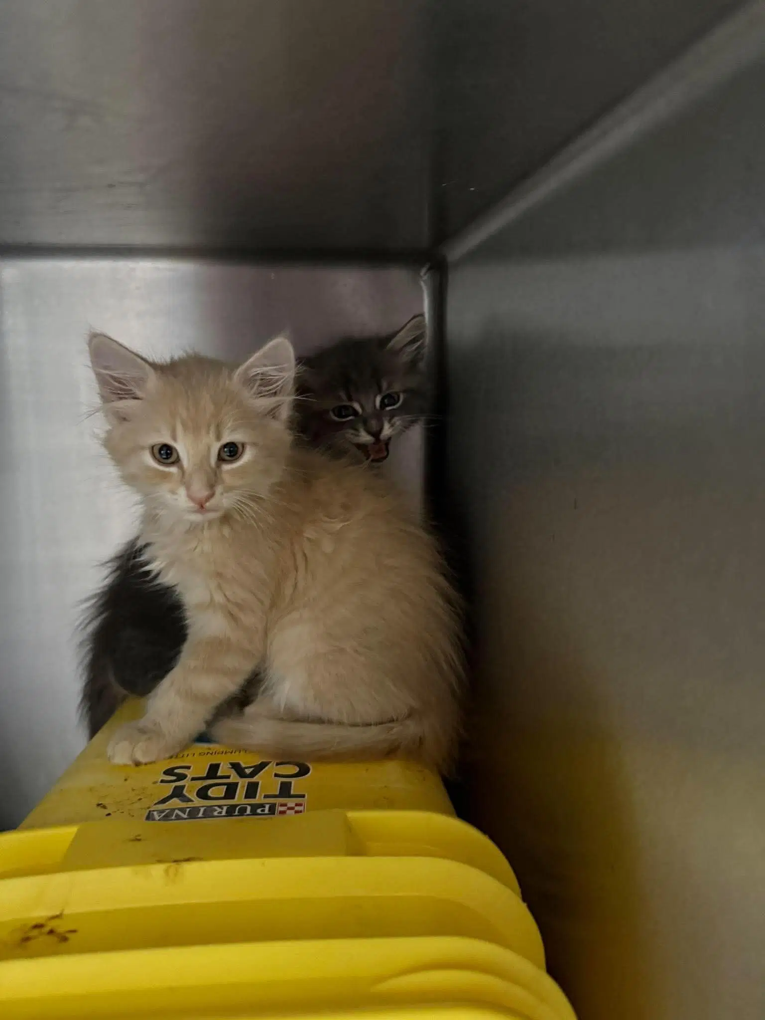 Mississippi - At Shelter - Domestic Medium Hair