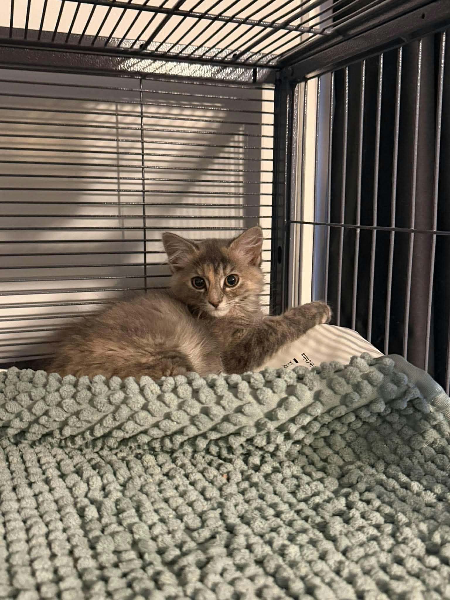 Mississippi - Not at shelter (Jen)