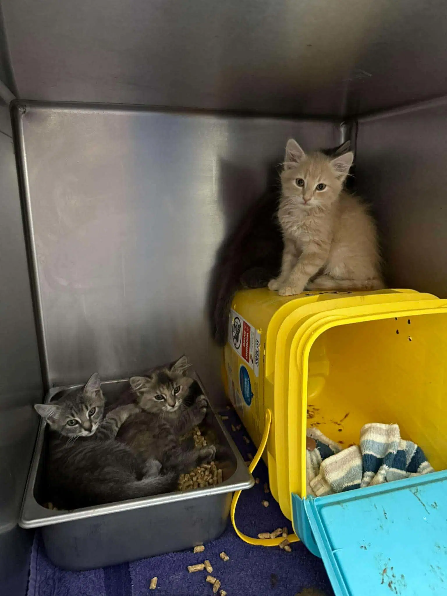Montana - At Shelter - Domestic Medium Hair