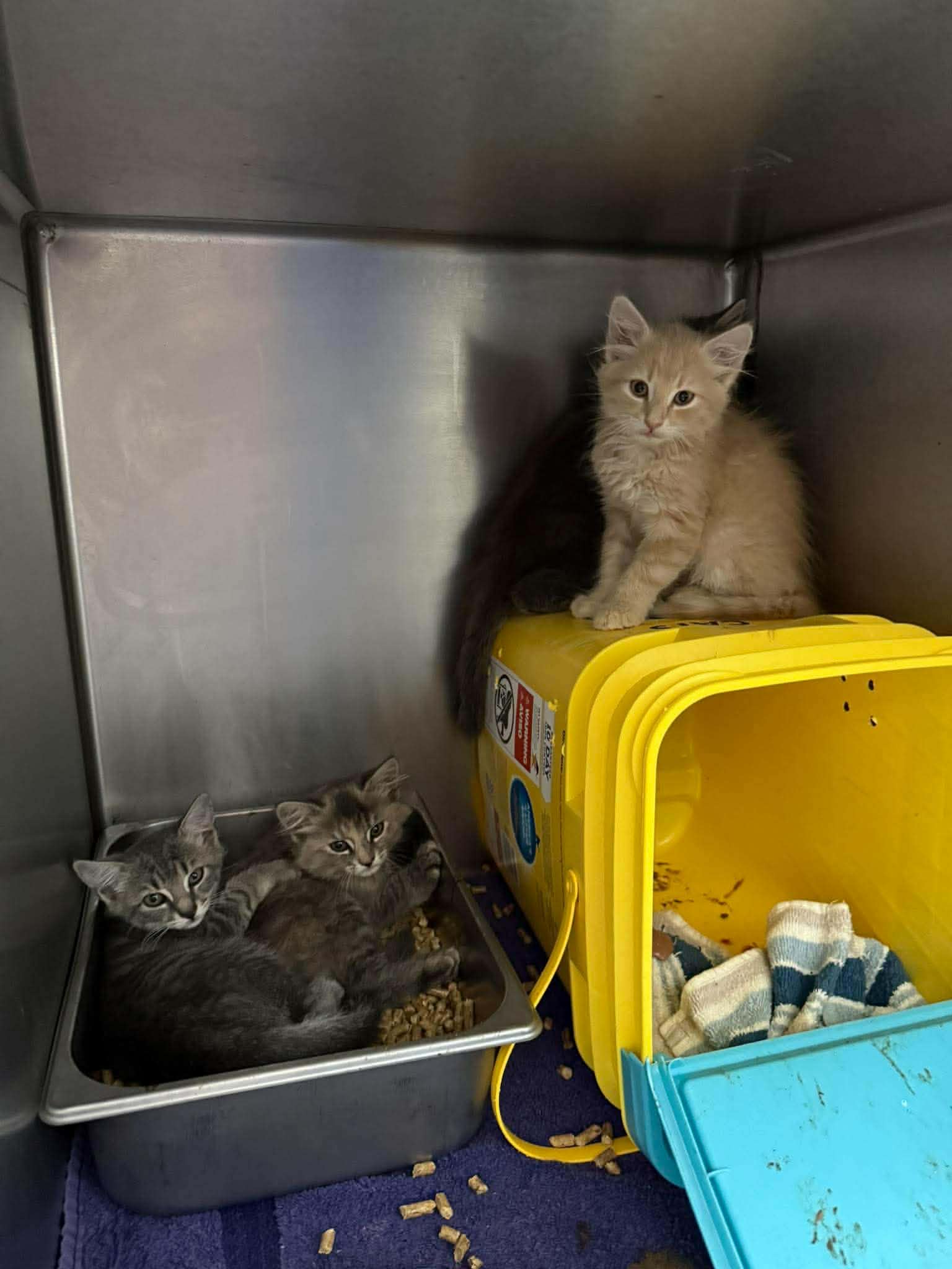 Montana - At Shelter