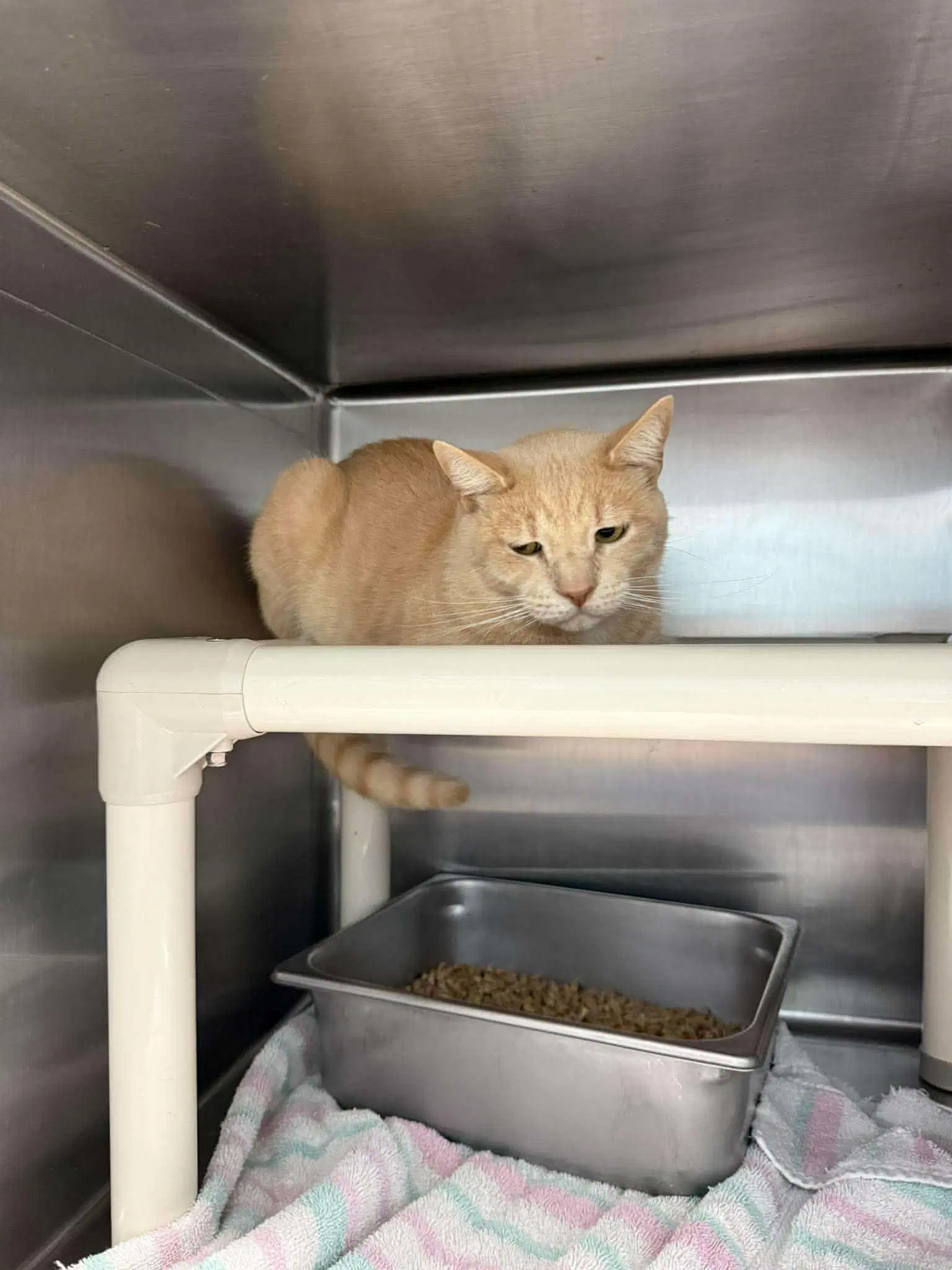 Tony - At Shelter - Domestic Short Hair