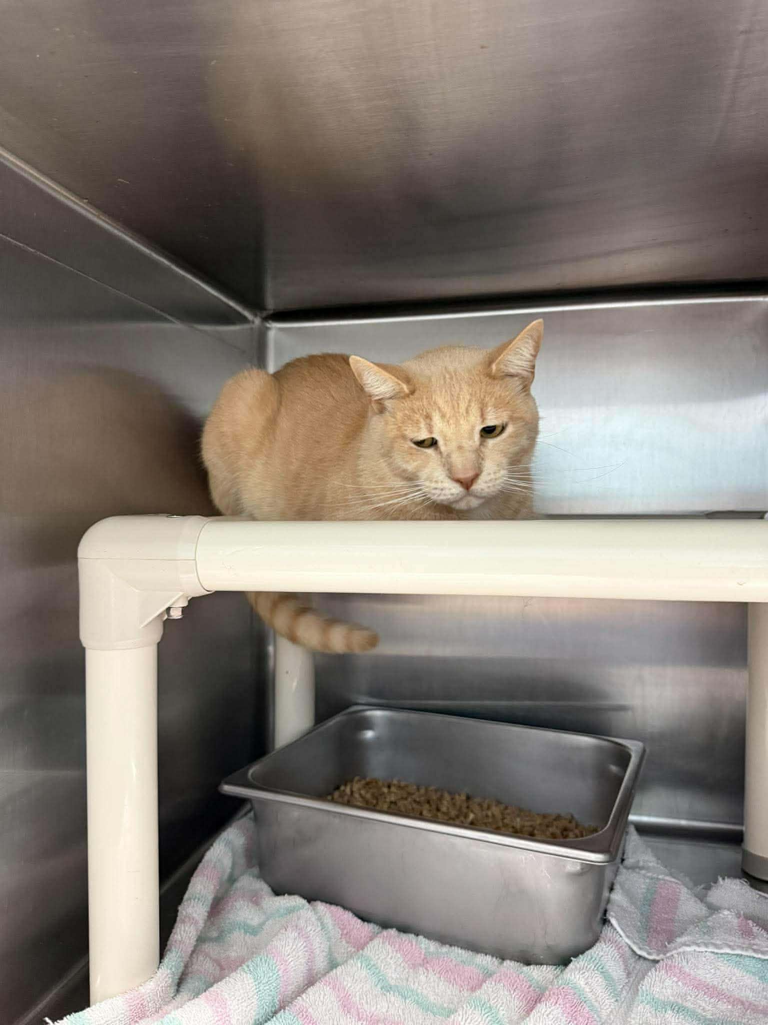 Tony - At Shelter