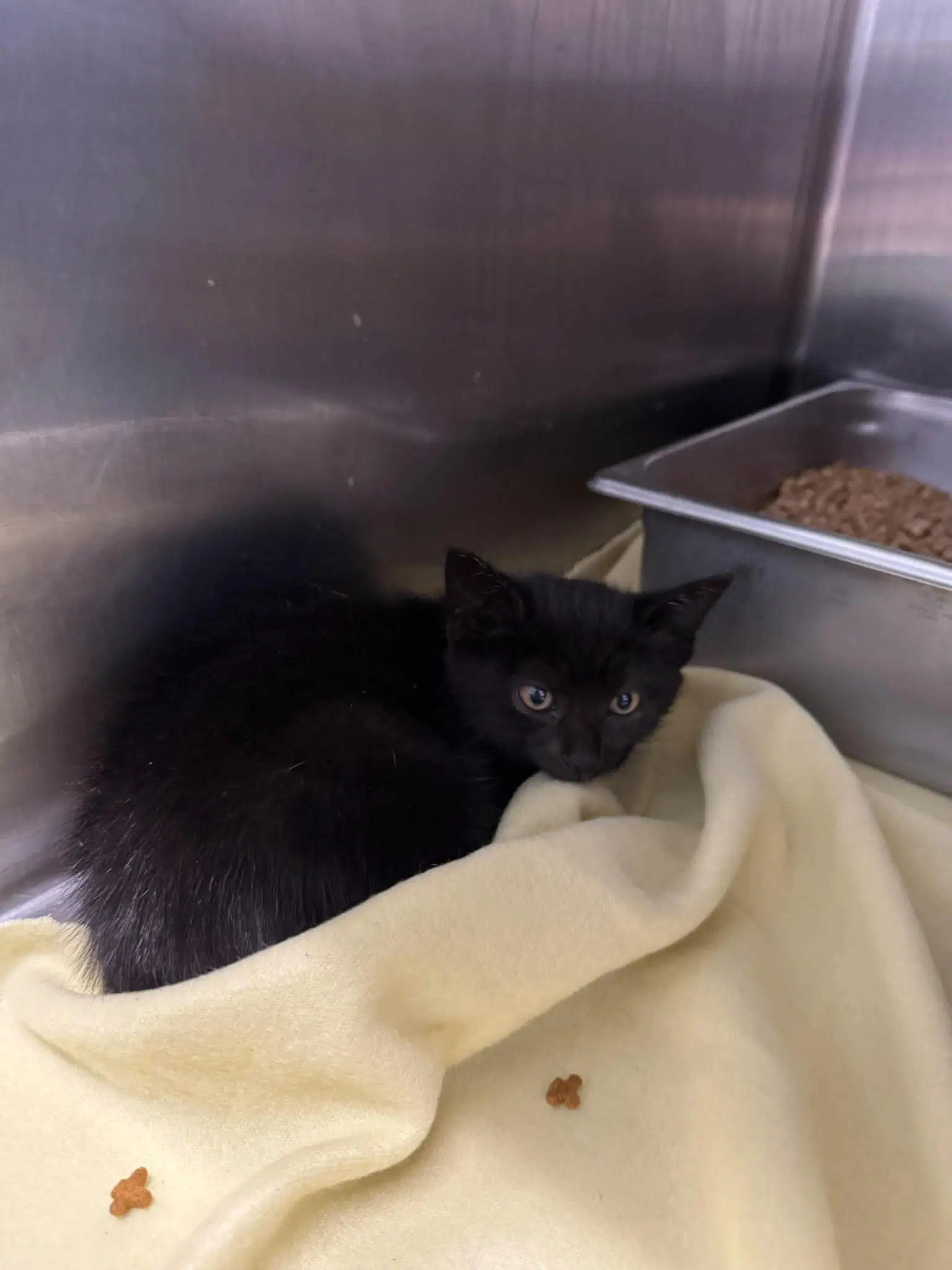 Fortitude - At Shelter - Domestic Short Hair