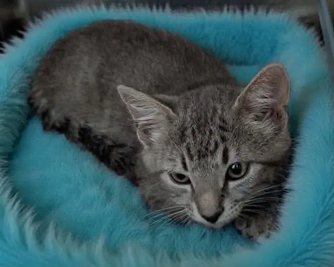 Wisdom - At Shelter - Domestic Short Hair