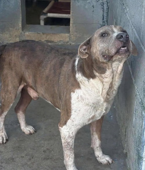 Photo 2 of Walter: At shelter