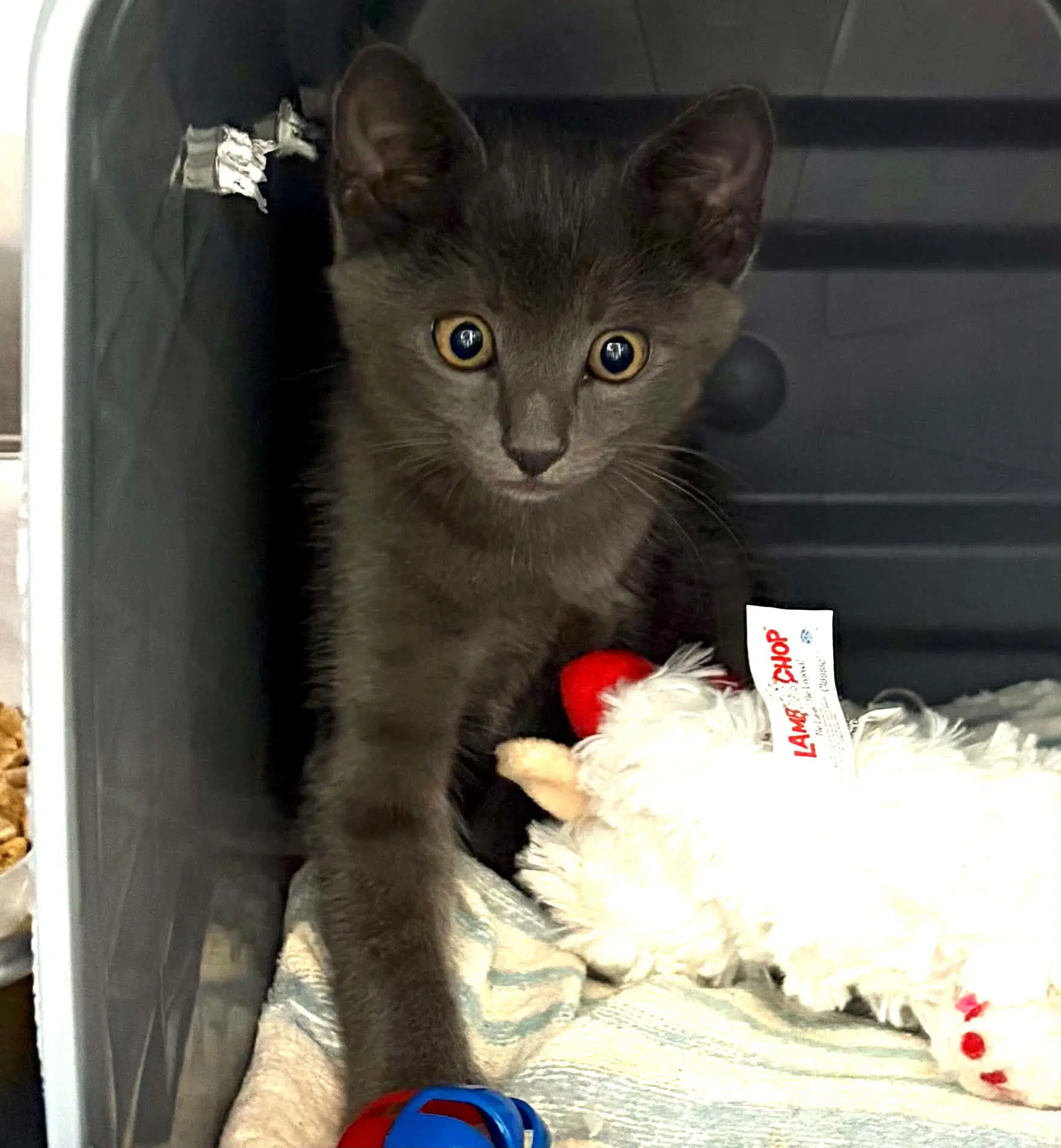 Peace - Not At Shelter Barbe - Domestic Short Hair