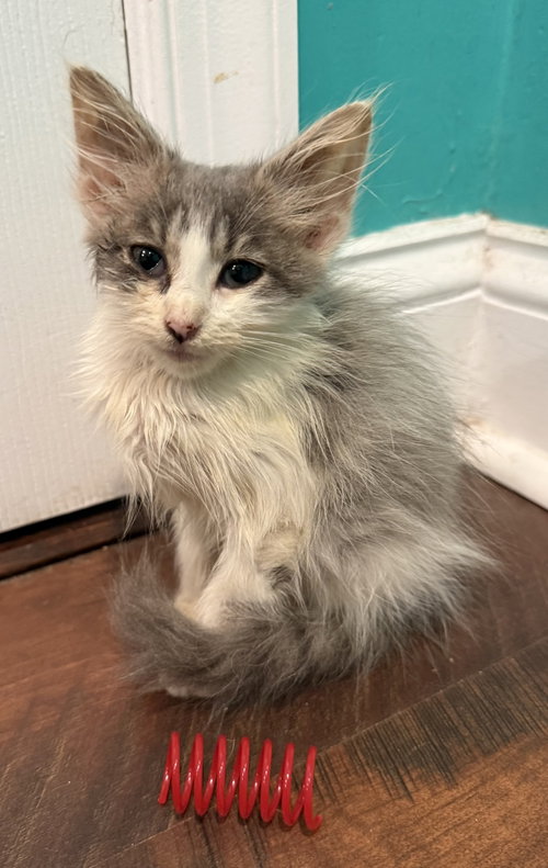 Springtime - Not at the shelter (Faith), a cat for adoption from Friends of Campbell County Animal Control