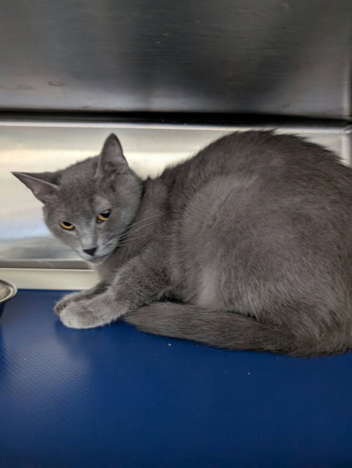 Stormy - At shelter, a cat for adoption from Friends of Campbell County Animal Control