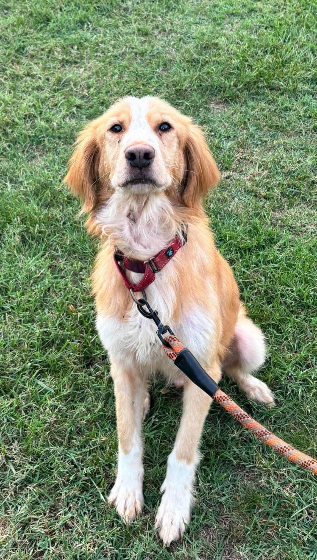 Gobi - At shelter available 10/5, Golden Retriever