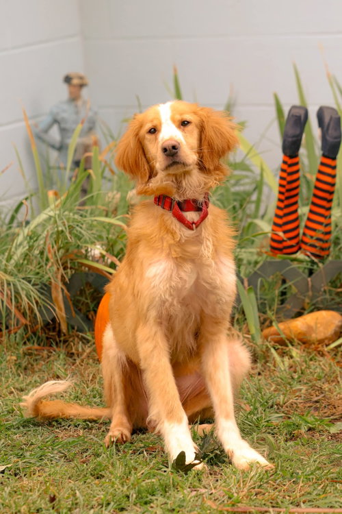 Gobi: At shelter, a dog for adoption from Friends of Campbell County Animal Control