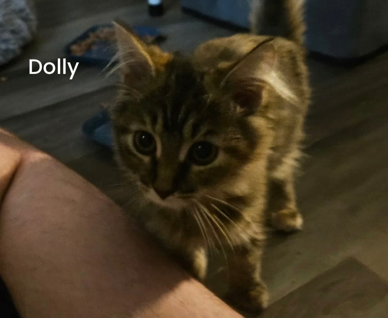 Dolly - Not At Shelter Kori