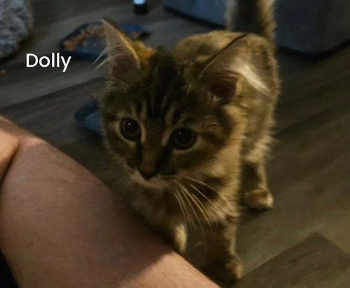 Dolly - Not at shelter (Kori), a cat for adoption from Friends of Campbell County Animal Control