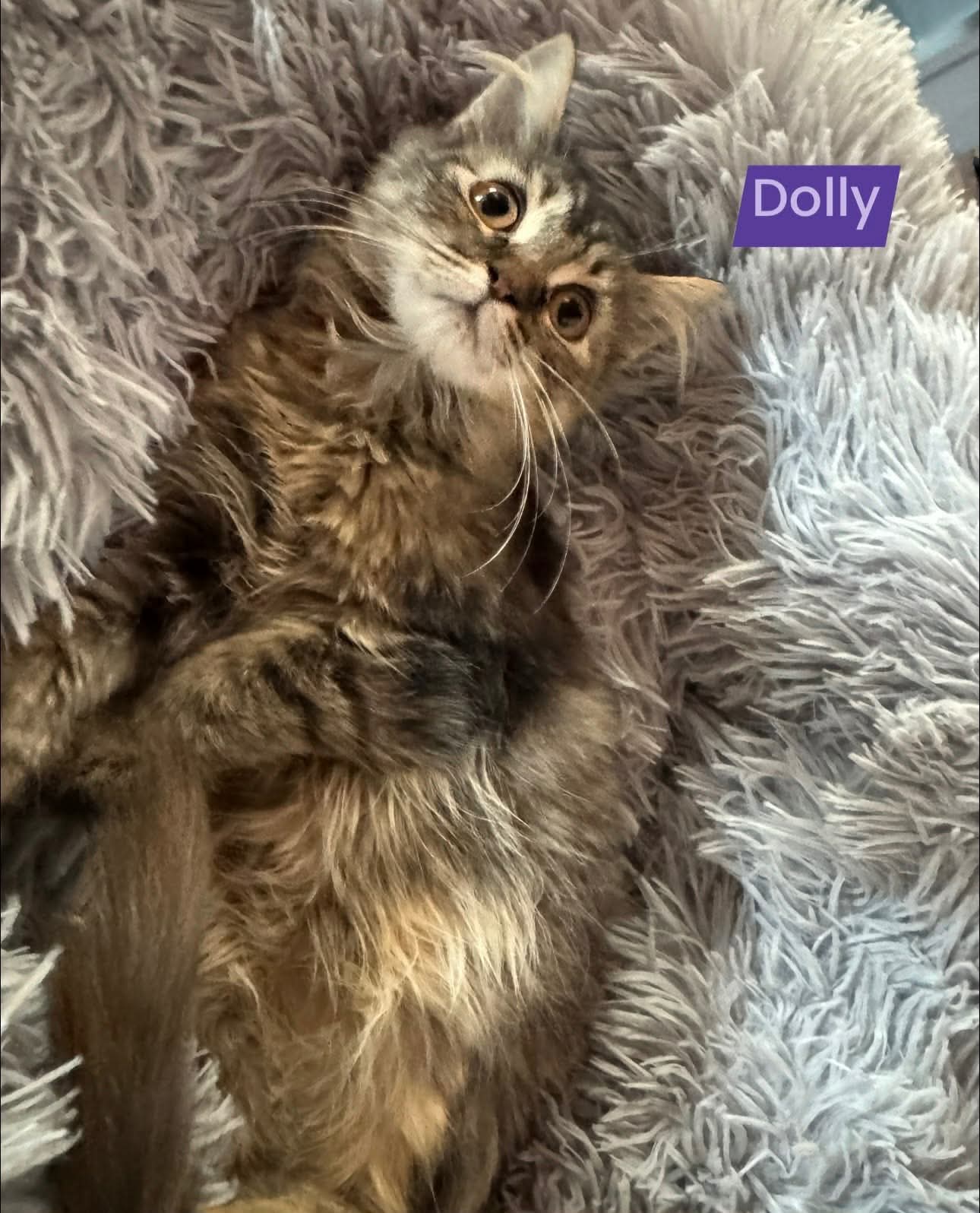 Dolly - Not at shelter (Kori), photo 2