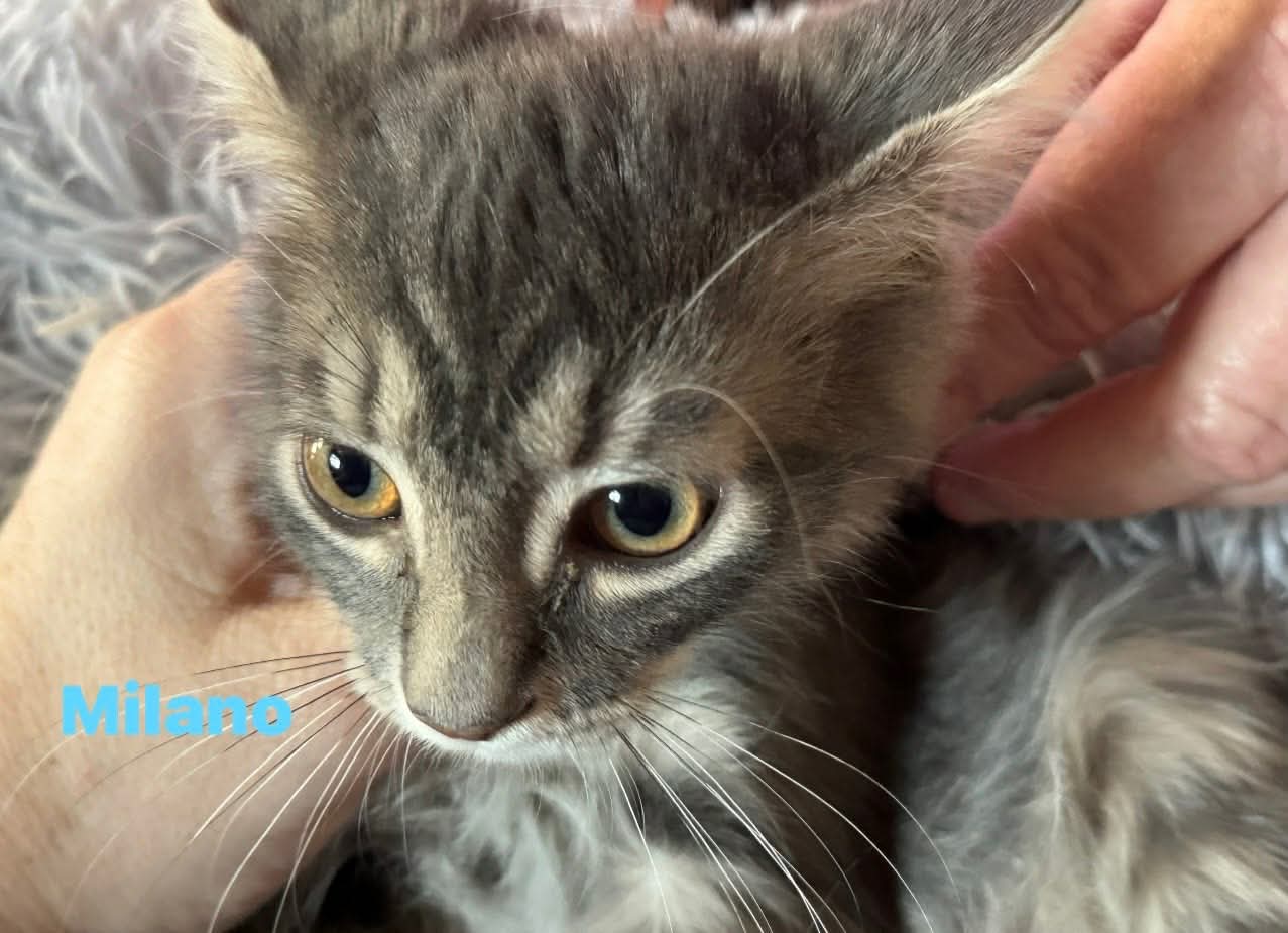 Milano - Not at shelter (Kori), Domestic Medium Hair