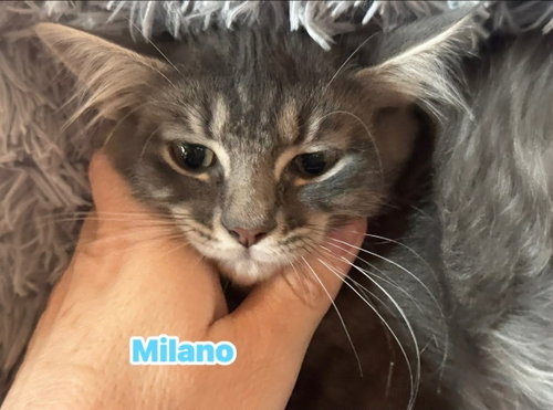 Photo 2 of Milano - Not at shelter (Kori)