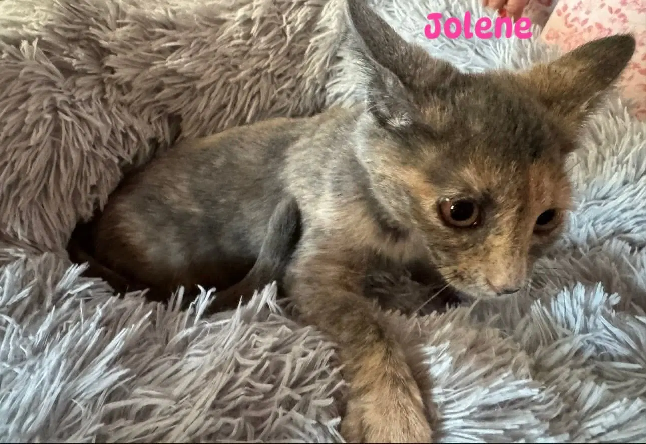Jolene - Not At Shelter Kori - Domestic Short Hair