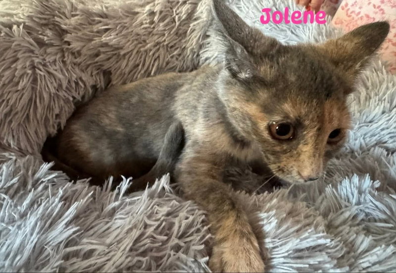Jolene, a young female cat up for adoption